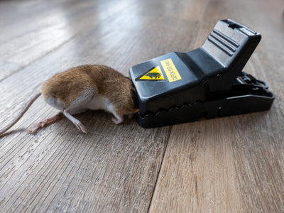 Automatic mouse killer & catcher